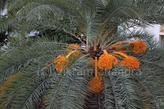 Phoenix sylvestris